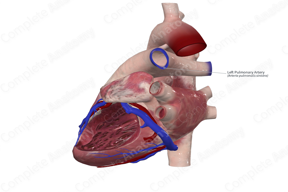 Left Pulmonary Artery