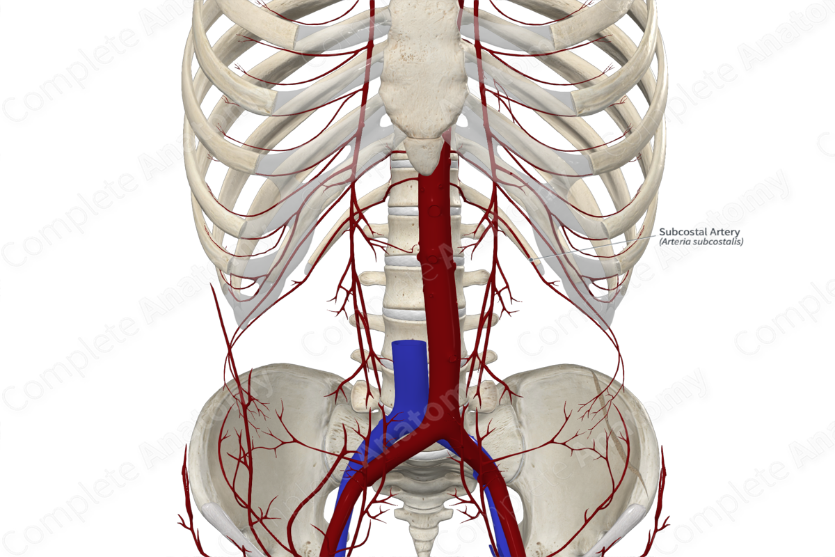 Subcostal Artery 