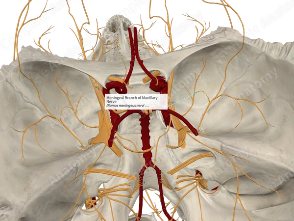 Meningeal Branch of Maxillary Nerve 