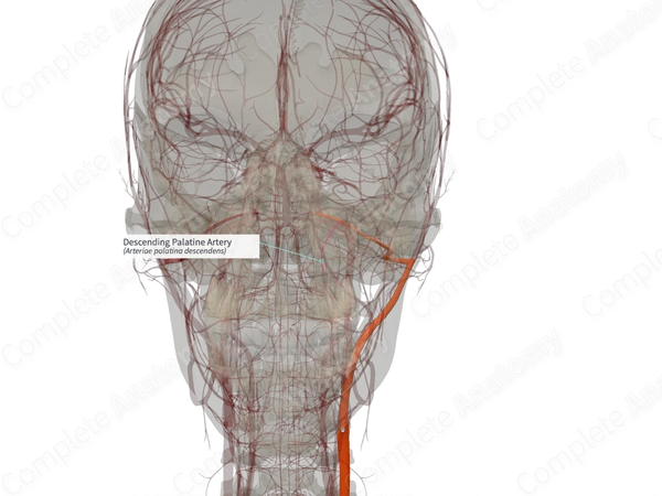 Descending Palatine Artery (Right)