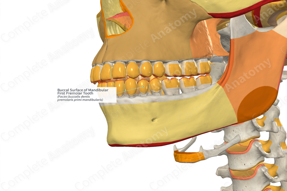 Buccal Surface of Mandibular First Premolar Tooth
