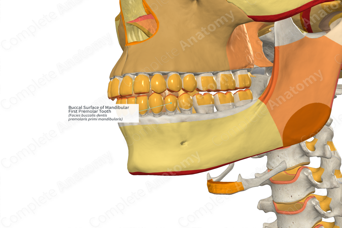 Buccal Surface of Mandibular First Premolar Tooth | Complete Anatomy