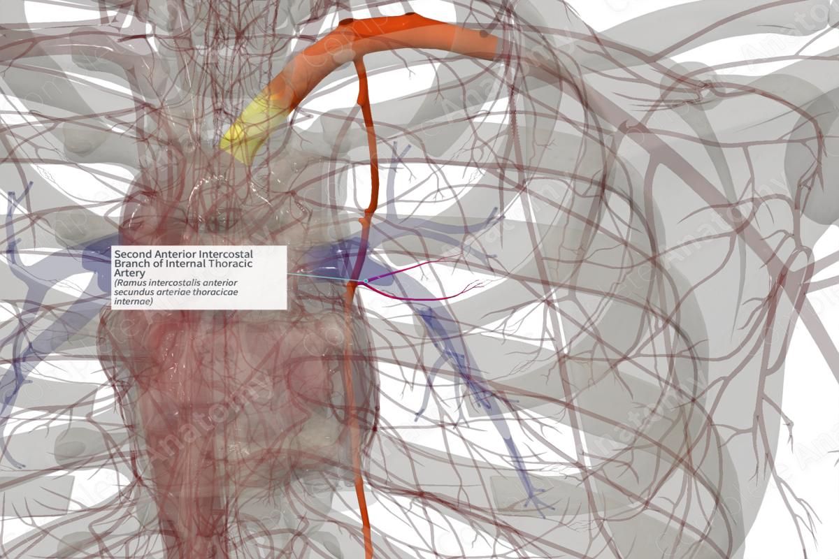 Second Anterior Intercostal Branch of Internal Thoracic Artery (Right)