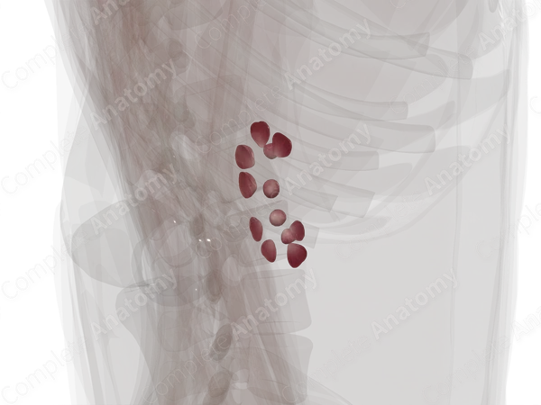 Renal Medulla (Anterior Part; Left)