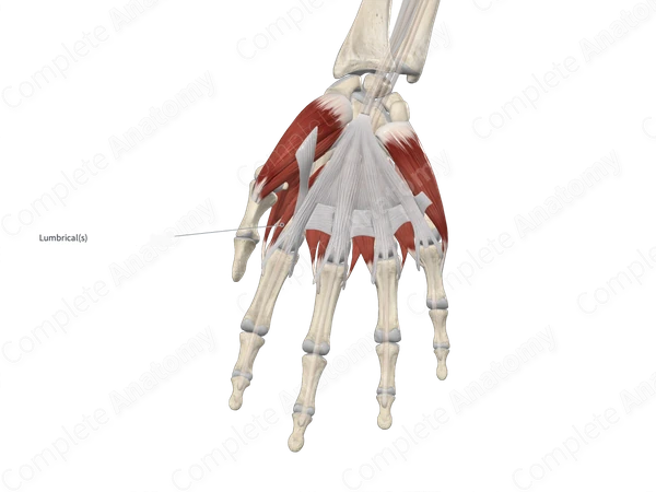 First Lumbrical Muscle of Hand