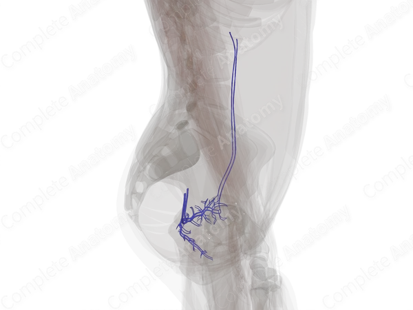 Veins of Female Internal Genitalia