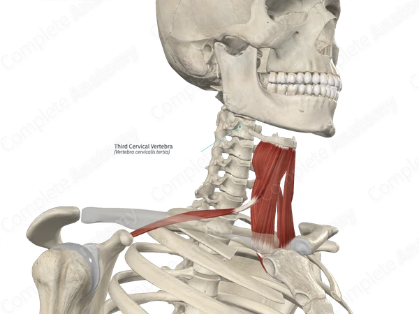 Third Cervical Vertebra
