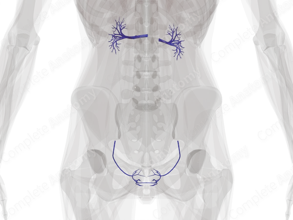 Veins of Urinary System