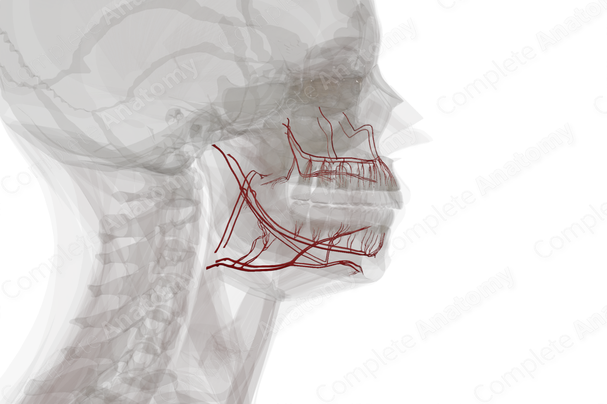Arteries of Oral Cavity