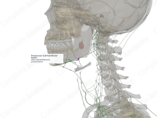 Prevascular Submandibular Nodes (Right)