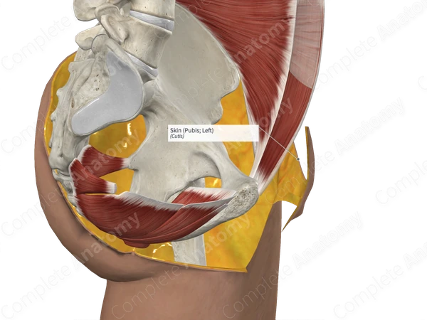 Skin (Pubis; Left)