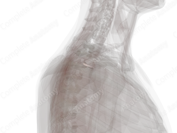 Intervertebral Symphysis (T2-T3)