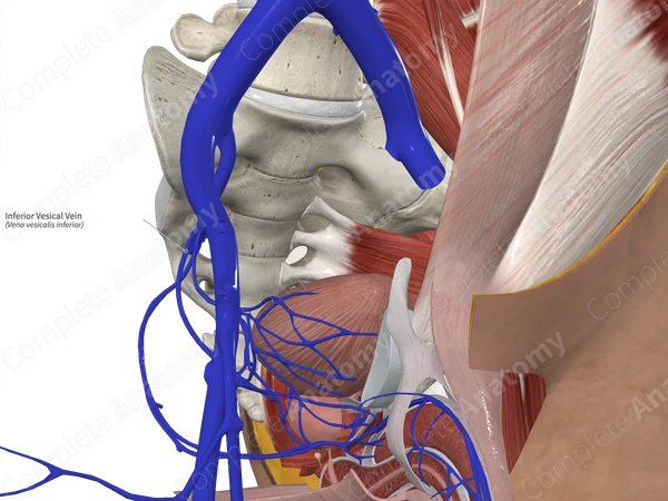 Inferior Vesical Vein 