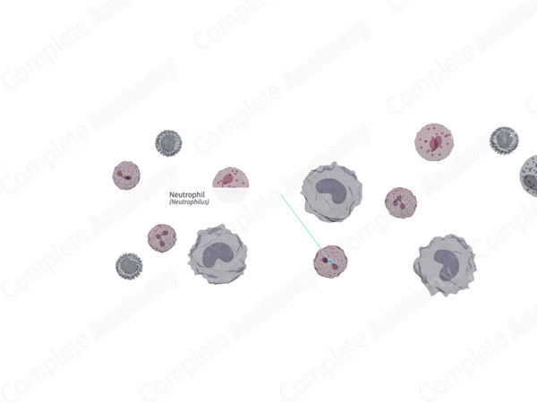 Neutrophil