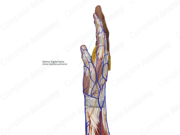 Palmar Digital Veins