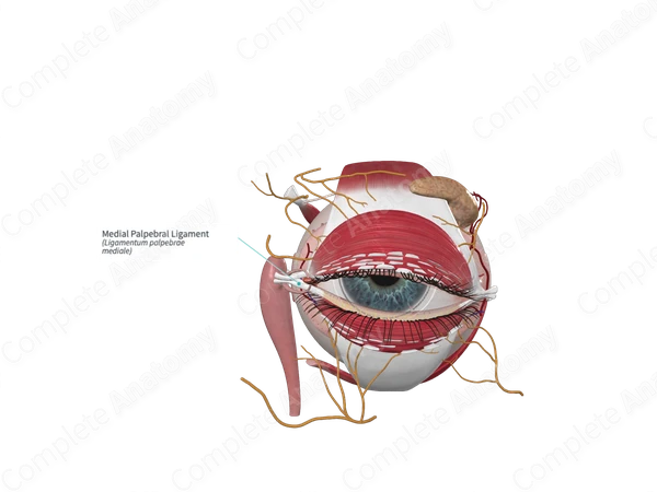 Medial Palpebral Ligament