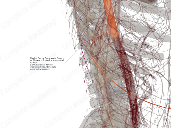 Medial Dorsal Cutaneous Branch of Eleventh Posterior Intercostal Artery (Left)