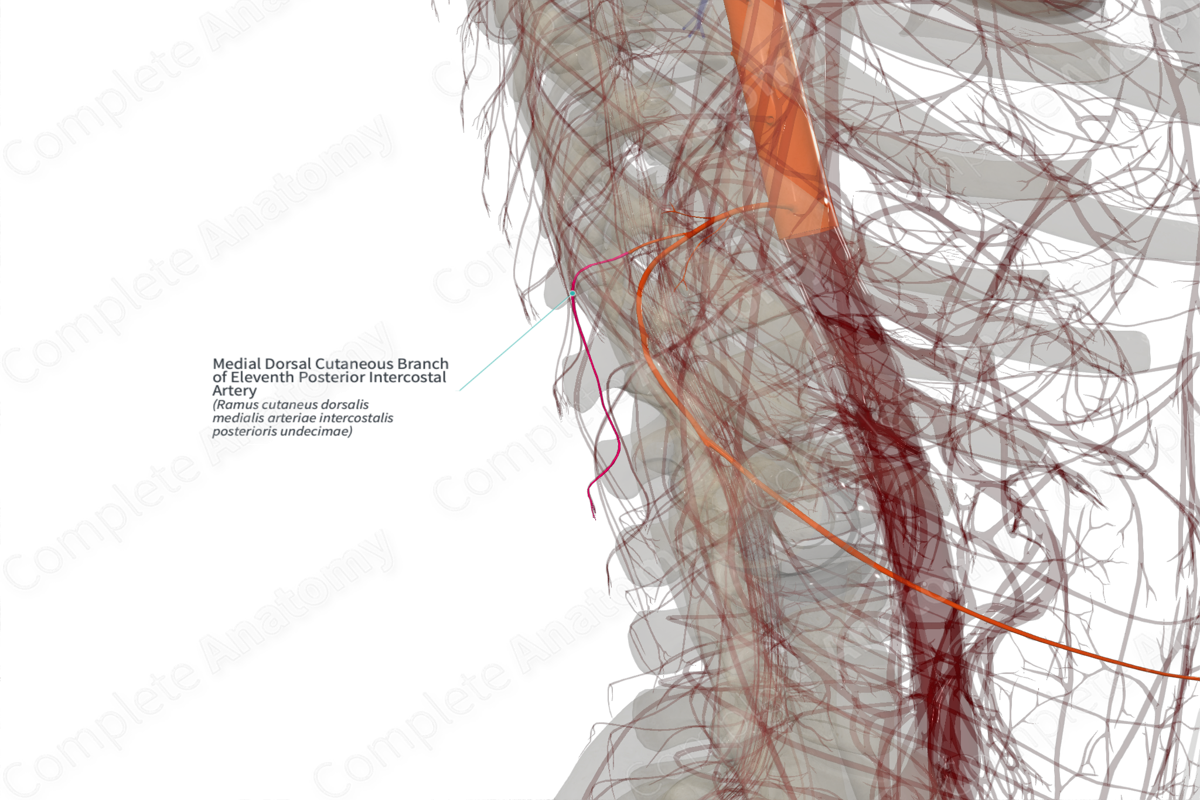 Medial Dorsal Cutaneous Branch of Eleventh Posterior Intercostal Artery (Left)