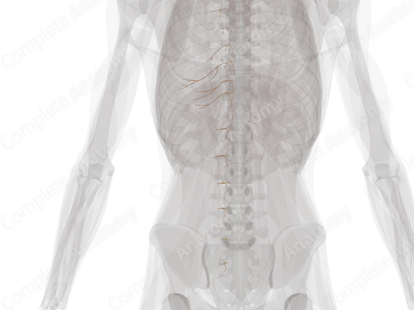 Anterior Cutaneous Branches of Intercostal Nerves (Left)