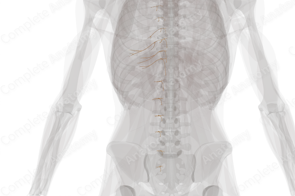 Anterior Cutaneous Branches of Intercostal Nerves (Left)