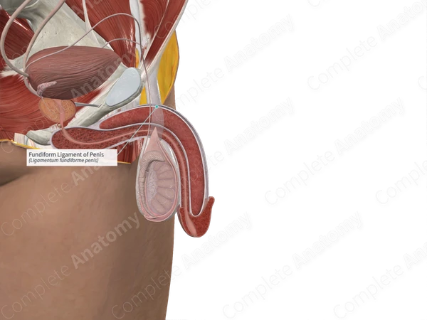 Fundiform Ligament of Penis