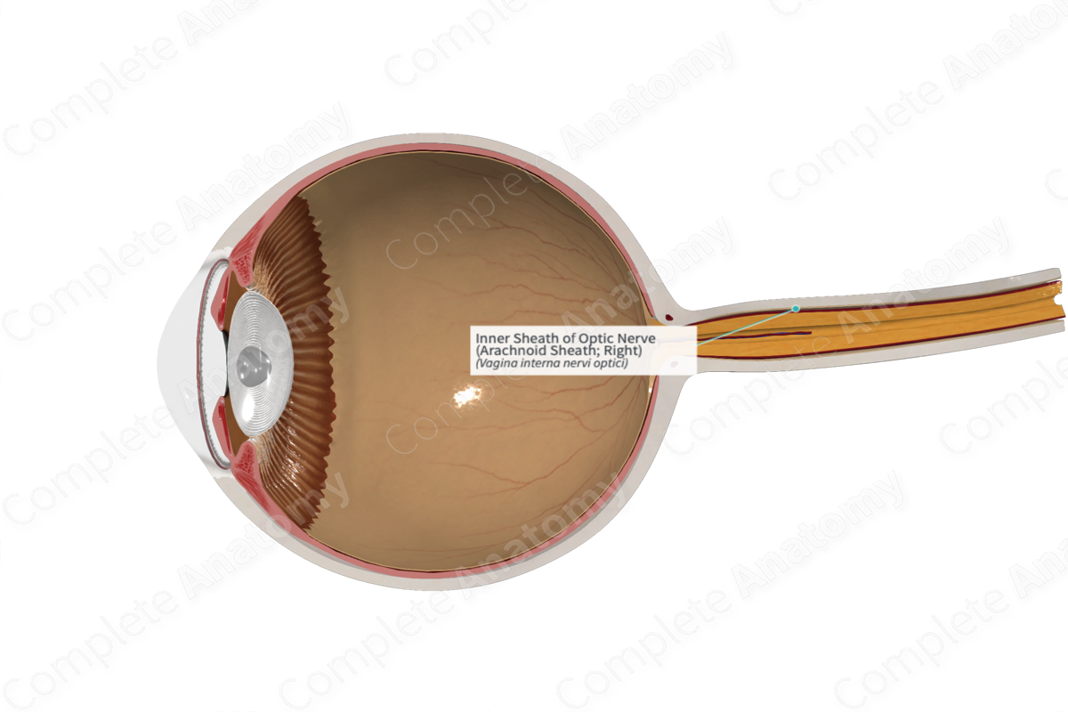 Inner Sheath of Optic Nerve (Arachnoid Sheath; Right)