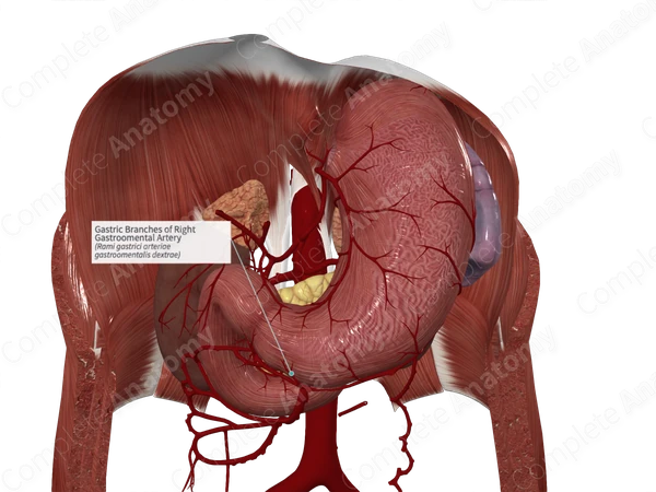 Gastric Branches of Right Gastroomental Artery