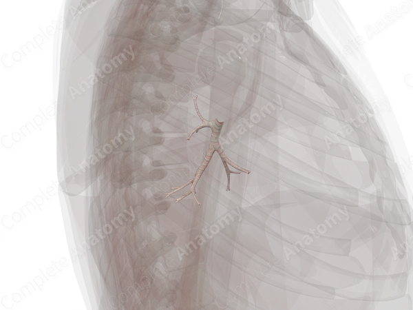 Bronchi of Inferior Lobe of Left Lung