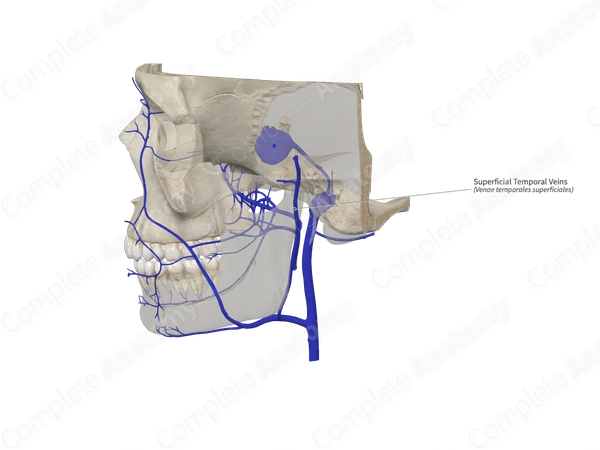 Superficial Temporal Veins