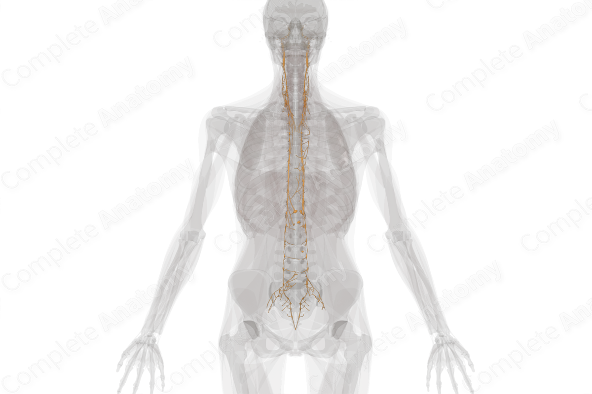 Thoracolumbar Part of Autonomic Division