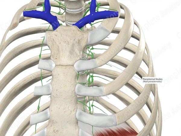 Parasternal Nodes 