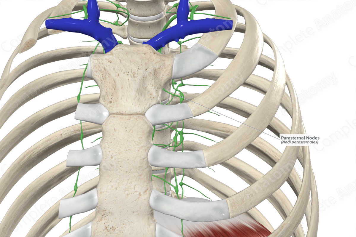 Parasternal Nodes 