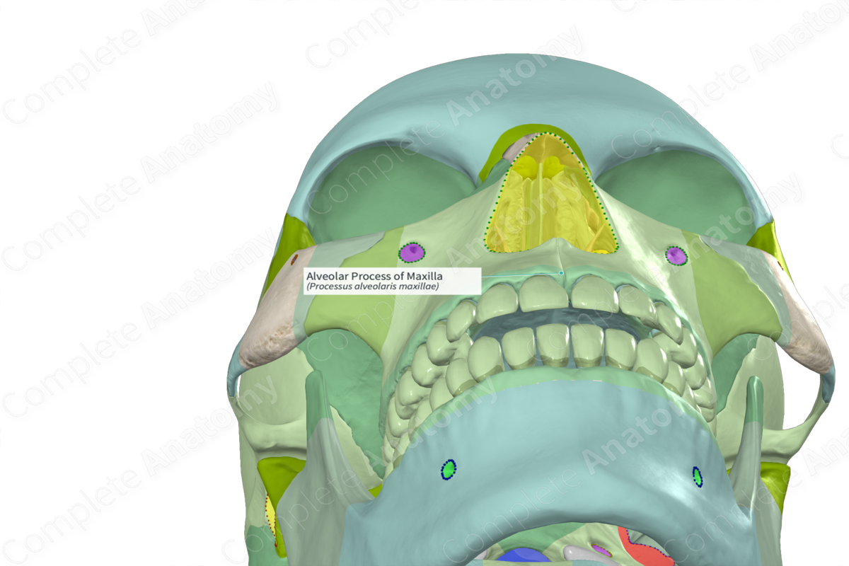 Alveolar Process of Maxilla | Complete Anatomy