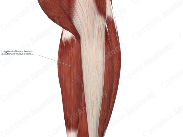 Long Head of Biceps Femoris