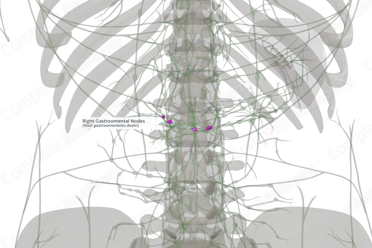 Right Gastroomental Nodes