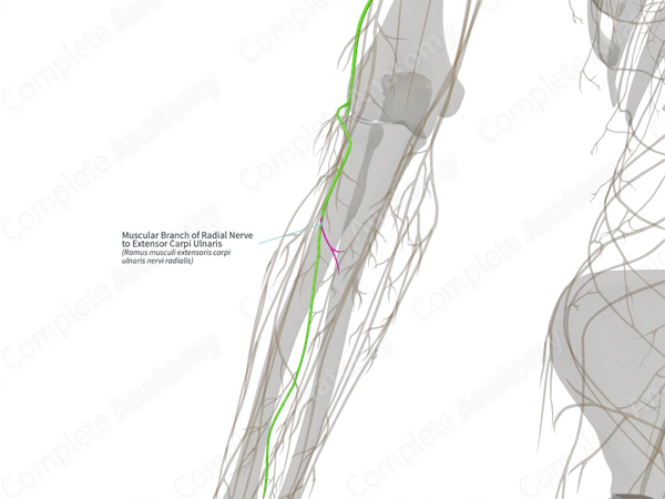 Muscular Branch of Radial Nerve to Extensor Carpi Ulnaris (Right)