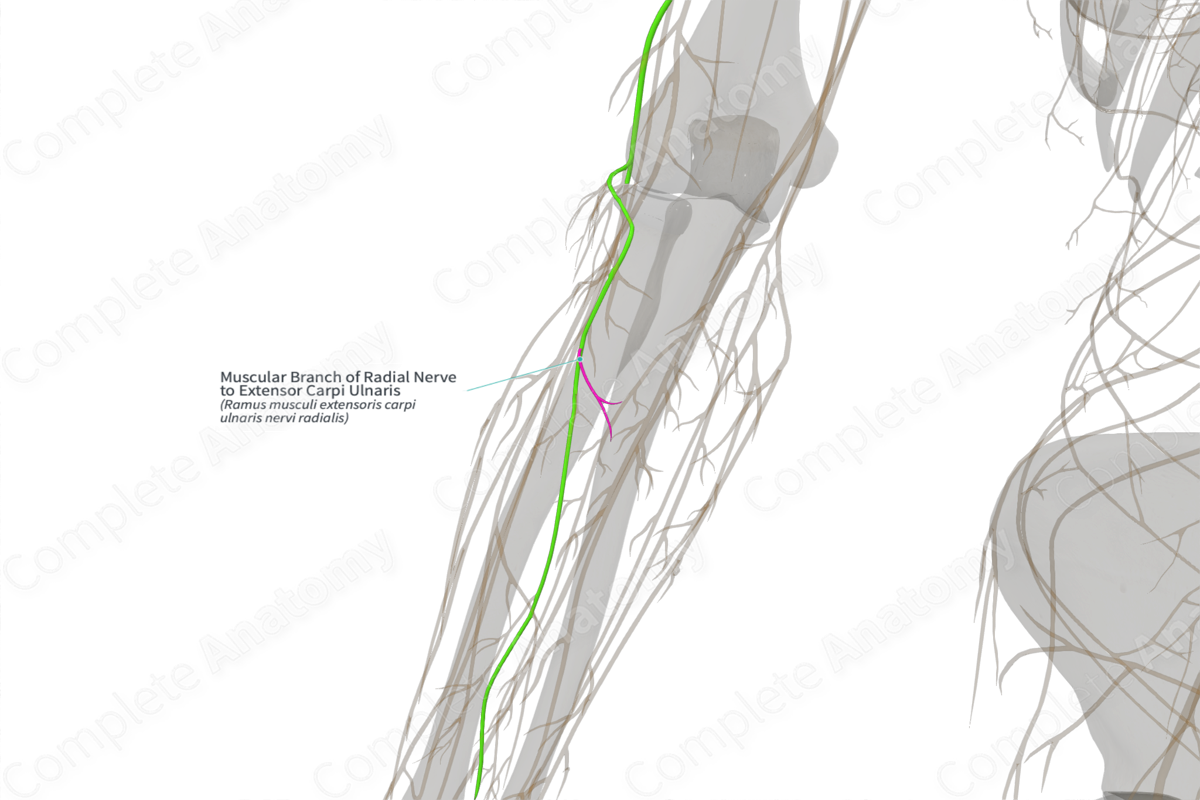 Muscular Branch of Radial Nerve to Extensor Carpi Ulnaris (Right)