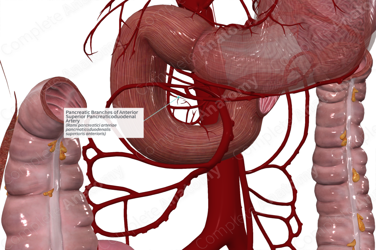 Pancreatic Branches of Anterior Superior Pancreaticoduodenal Artery