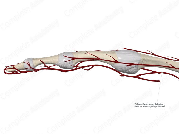Palmar Metacarpal Arteries