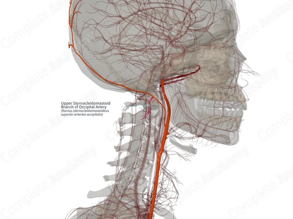 Upper Sternocleidomastoid Branch of Occipital Artery (Right)