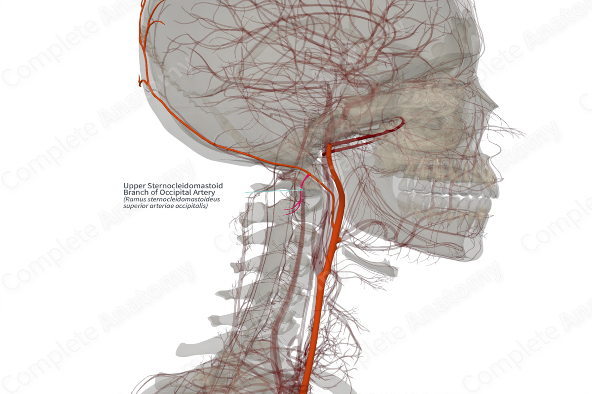 Upper Sternocleidomastoid Branch of Occipital Artery (Right)