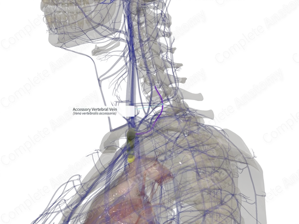 Accessory Vertebral Vein (Right)