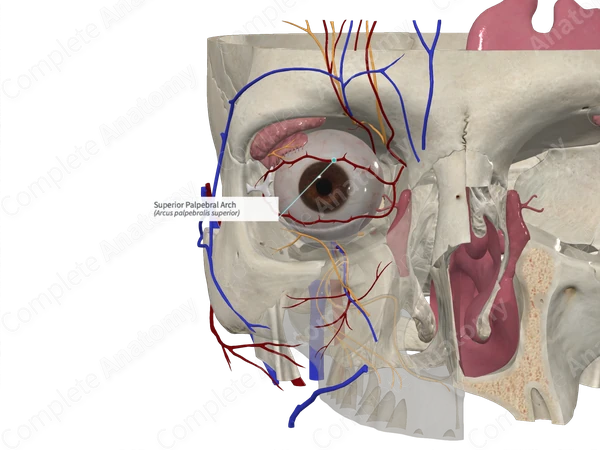 Superior Palpebral Arch