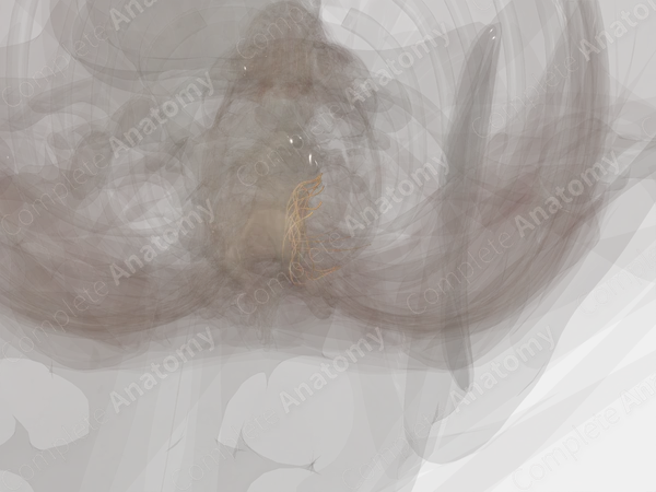 Medial Branches of Posterior Rami of Cervical Nerves (Left)