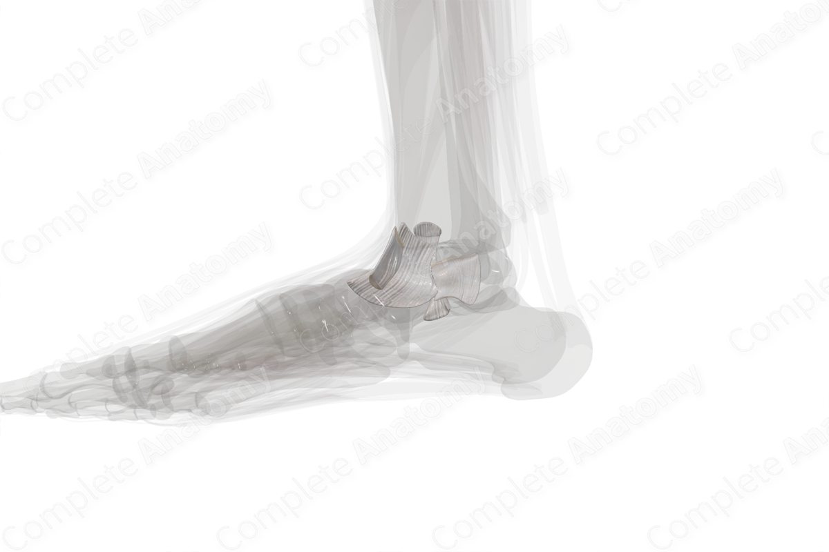 Medial Collateral Ligament of Ankle (Left)
