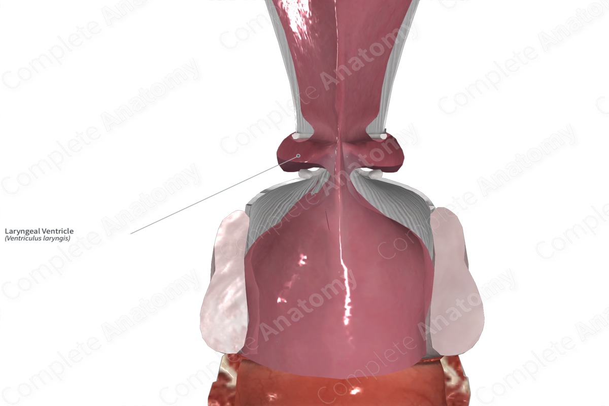 Laryngeal Ventricle 
