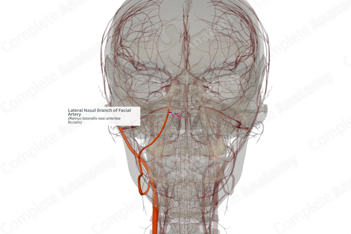 Lateral Nasal Branch of Facial Artery (Right)