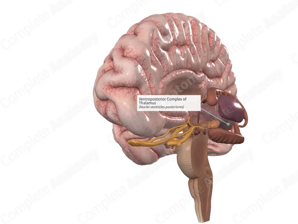 Ventroposterior Complex of Thalamus