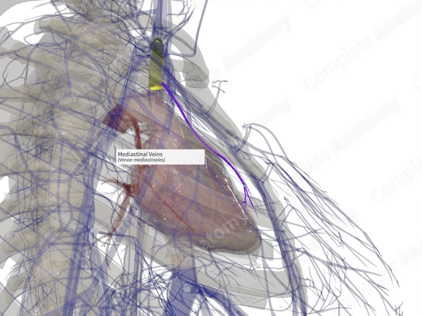 Mediastinal Veins (Right)