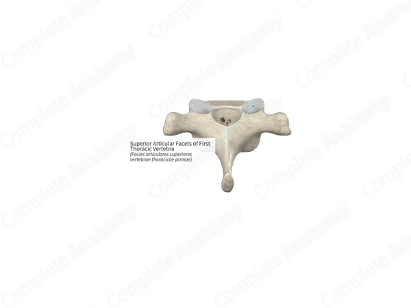 Superior Articular Facets of First Thoracic Vertebra